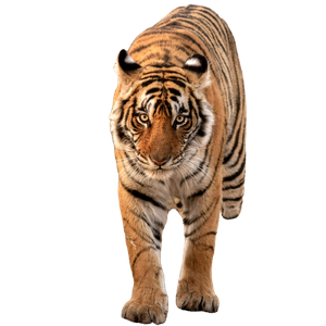 Tiger Walking On Brown Grass - Cat PNG image with transparent background