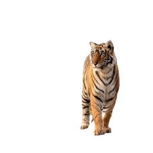 Tiger Walking On Brown Grass During Daytime - Cat PNG image with transparent background