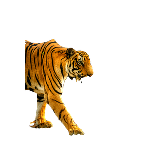 Tiger Walking On Brown Grass During Daytime 1 - Cat PNG image with transparent background