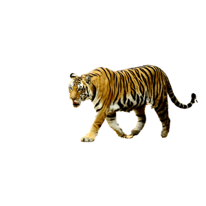 Tiger Walking On Brown Sand During Daytime - Cat PNG image with transparent background