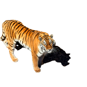 Tiger Walking On Brown Soil During Daytime - Cat PNG image with transparent background