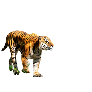 Tiger Walking On Gray Concrete Road During Daytime - Cat PNG image with transparent background