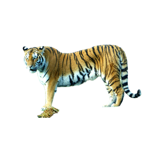 Tiger Walking On Gray Rock During Daytime - Cat PNG image with transparent background