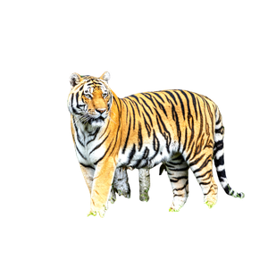 Tiger Walking On Green Grass During Daytime - Cat PNG image with transparent background