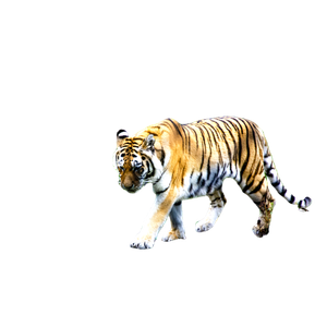 Tiger Walking On Green Grass During Daytime 1 - Cat PNG image with transparent background