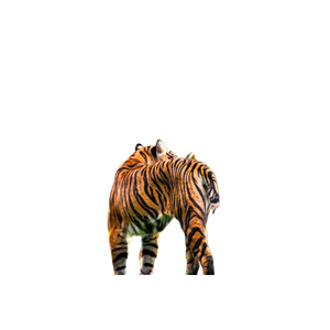 Tiger Walking On Green Grass During Daytime 3 - Cat PNG image with transparent background