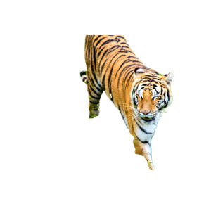 Tiger Walking On Green Grass During Daytime 7 - Cat PNG image with transparent background