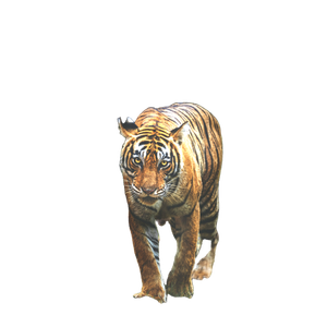 Tiger Walking On Green Grass During Daytime 9 - Cat PNG image with transparent background