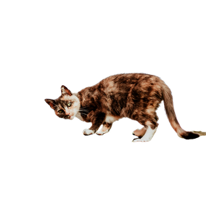 Tortoise Shell Cat On Fence – cat PNG with transparent background