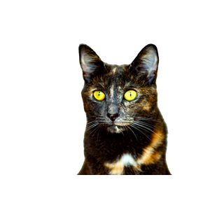 Tortoiseshell Cat In Close Up Photography - Cat PNG image with transparent background