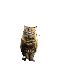 Tortoiseshell Cat Sitting On Rock – cat PNG with transparent background