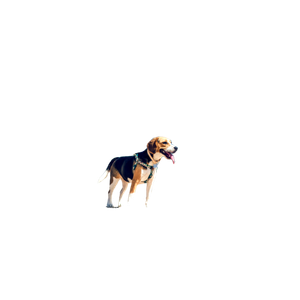 Tricolor Beagle Running On Beach During Daytime – cat PNG with transparent background