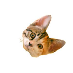 Tricolor Cat Lying – cat PNG with transparent background