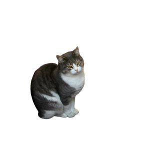 Turkish Cat On Colorful Traditional Carpet 12437 - Cat PNG image with transparent background