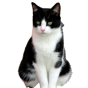 Tuxedo Cat On Brown Wooden Floor - Cat PNG image with transparent background
