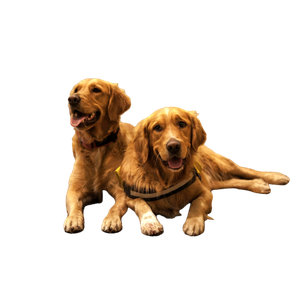 Two Adult Golden Retrievers – cat PNG with transparent background
