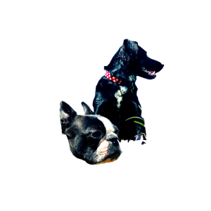 Two Black Dogs – cat PNG with transparent background