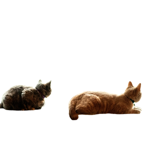 Related cat image: Two Brown And Black Cats Lying Near Window