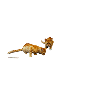 Two Brown Cat On Soil – cat PNG with transparent background