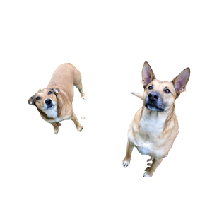 Two Brown Dog Standing On Green Grass – cat PNG with transparent background