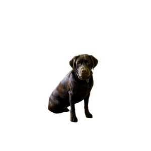 Two Brown Dogs – cat PNG with transparent background