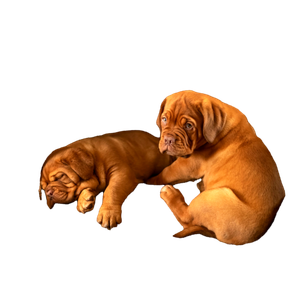 Two Brown Short Coat Medium Ddogs – cat PNG with transparent background