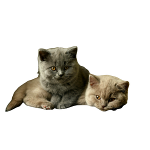 Two Cats On Gray Petbed – cat PNG with transparent background