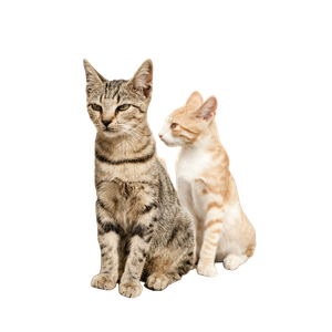 Two Cats On Rock – cat PNG with transparent background