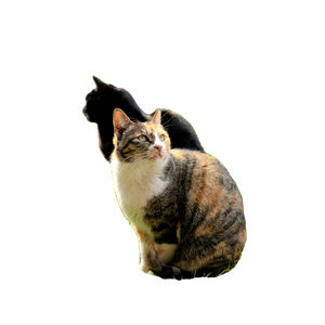 Two Cats Sitting In The Grass Next To A Tree – cat PNG with transparent background