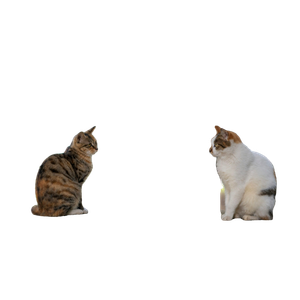Two Cats Sitting On A Ledge – cat PNG with transparent background