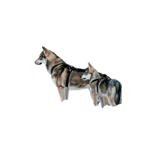 Two Dogs In The Snow – cat PNG with transparent background