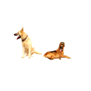 Two Dogs Sitting On A Rock – cat PNG with transparent background
