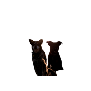 Two Dogs Standing Beside Each Other – cat PNG with transparent background