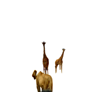 Two Giraffes And A Lion In A Field