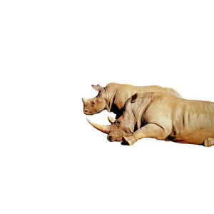 Two Gray Rhinos Lying On Ground – cat PNG with transparent background