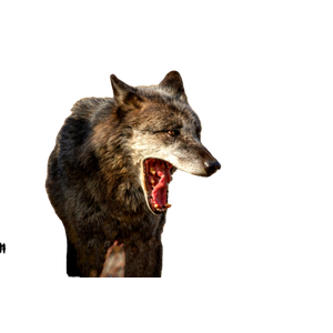 Two Gray Wolfs With Their Mouths Open Showing Teeth – cat PNG with transparent background