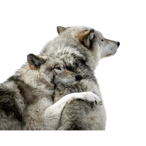 Two Gray Wolves