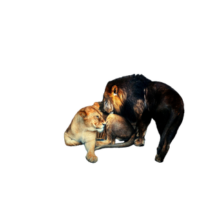Two Lion And Lioness Near Rock Formation