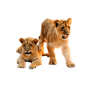 Two Lion Cab On Brown Sand Road Between Of Dried Grass During Daytime