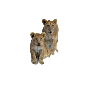 Two Lion Cubs – cat PNG with transparent background