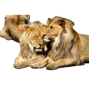 Two Lion Laying On Ground
