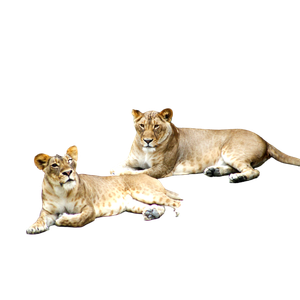 Two Lioness Laying On Concrete Ground At Daytime – cat PNG with transparent background