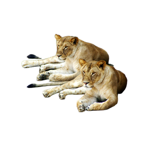 Two Lioness Lying Down – cat PNG with transparent background