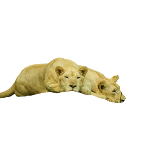 Two Lioness Lying On Rock – cat PNG with transparent background