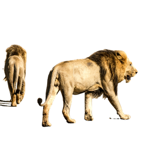 Two Lions Crossing Road