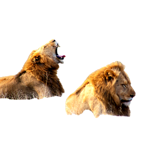 Two Lions Laying In A Field With Their Mouths Open