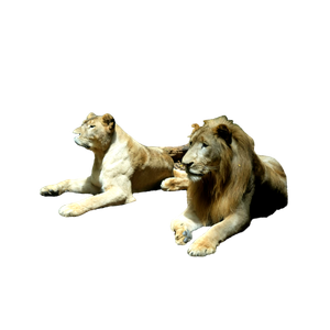 Two Lions Laying On The Ground In A Zoo