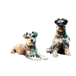 Two Long Coated Gray Dogs Sitting In Grass – cat PNG with transparent background
