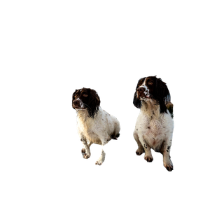 Two Long Coated White Dogs During Daytime – cat PNG with transparent background