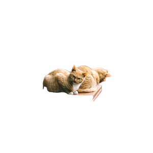 Two Orange Tabby Cats – cat PNG with transparent background